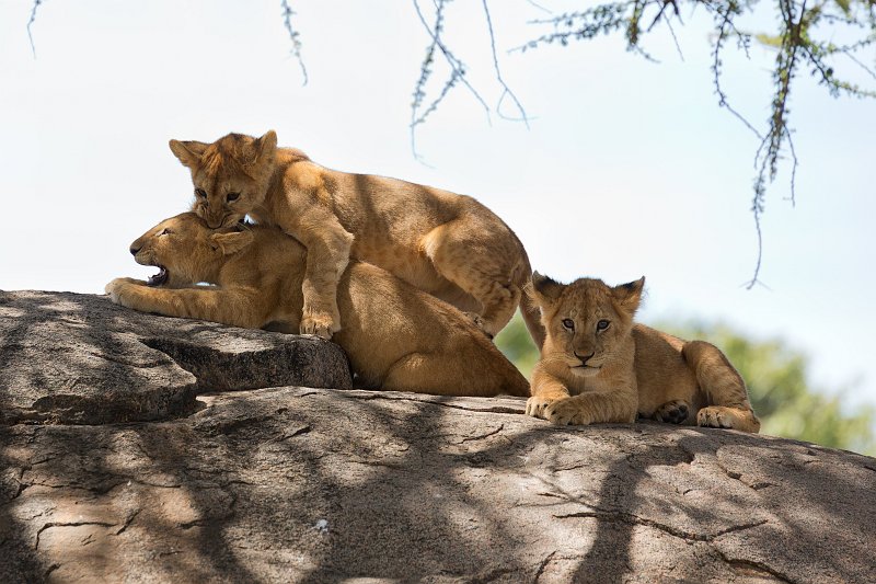 Masai Lions Cubs Playing, Central Serengeti, Tanzania | Serengeti National Park, Tanzania (IMG_1063.jpg)