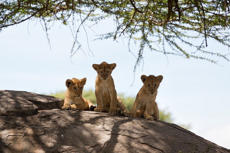 Young Masai Lions, Central Serengeti, Tanzania | Serengeti National Park, Tanzania (IMG_1068.jpg)