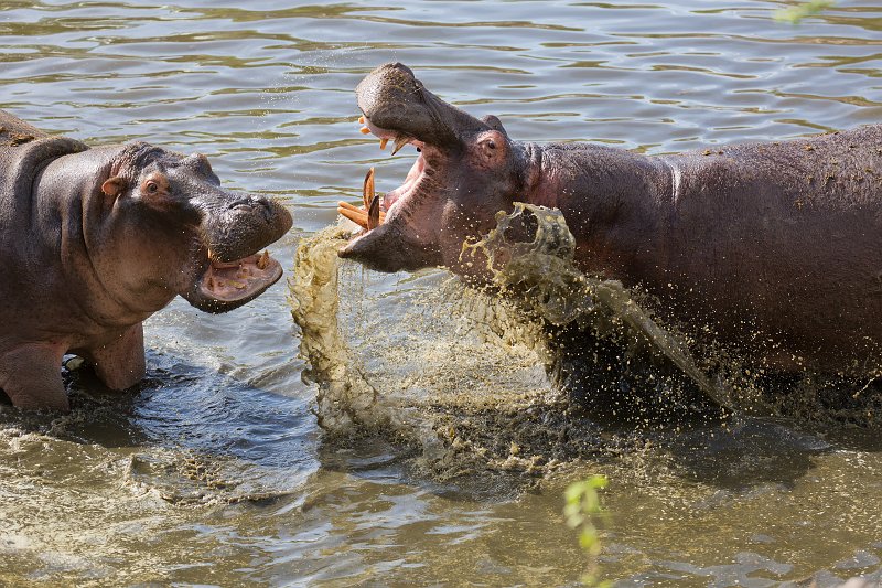 Male Hippos Fighting, Central Serengeti, Tanzania | Serengeti National Park, Tanzania (IMG_1311.jpg)