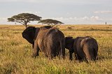 African Bush Elephants, Southeast Serengeti, Tanzania