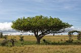 Sausage Tree, Central Serengeti, Tanzania