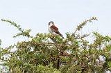 Pygmy Falcon, Central Serengeti, Tanzania