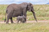 African Bush Elephant and her Baby, Central Serengeti, Tanzania
