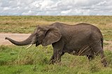 African Bush Elephant, Central Serengeti, Tanzania