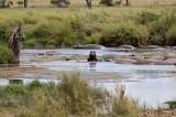 Hippo Pond, Central Serengeti, Tanzania