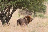 Masai Lion, Central Serengeti, Tanzania