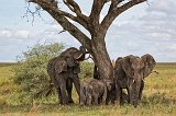African Bush Elephants, Central Serengeti, Tanzania
