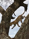 African Leopard on a Tree, Central Serengeti, Tanzania