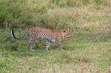 African Leopard, Central Serengeti, Tanzania