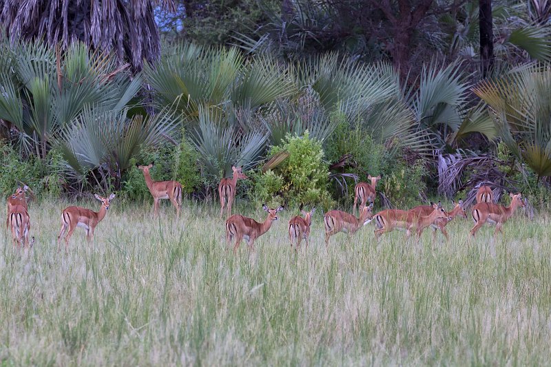 Young Impalas near Tarangire National Park, Tanzania | Tarangire National Park, Tanzania (IMG_7828.jpg)