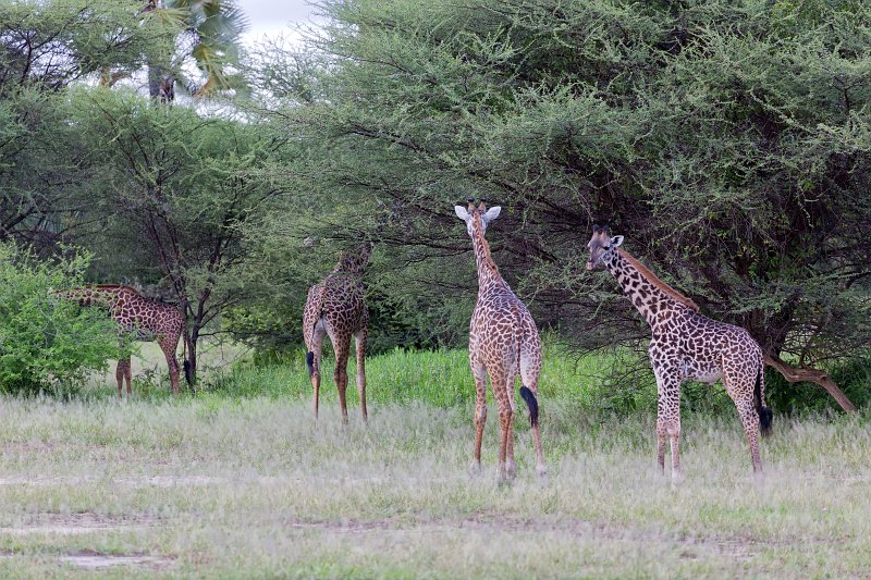 Masai Giraffes near Tarangire National Park, Tanzania | Tarangire National Park, Tanzania (IMG_7835.jpg)