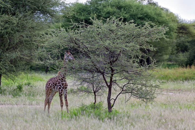 Young Masai Giraffe near Tarangire National Park, Tanzania | Tarangire National Park, Tanzania (IMG_7838.jpg)