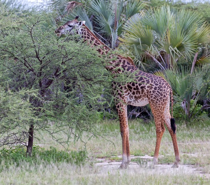 Masai Giraffe near Tarangire National Park, Tanzania | Tarangire National Park, Tanzania (IMG_7840.jpg)
