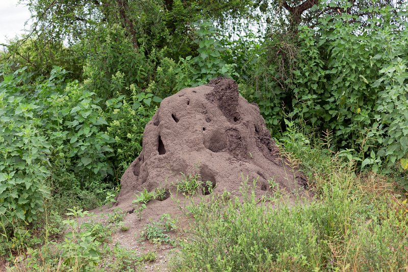 Termite Mound near Tarangire National Park, Tanzania | Tarangire National Park, Tanzania (IMG_7843.jpg)