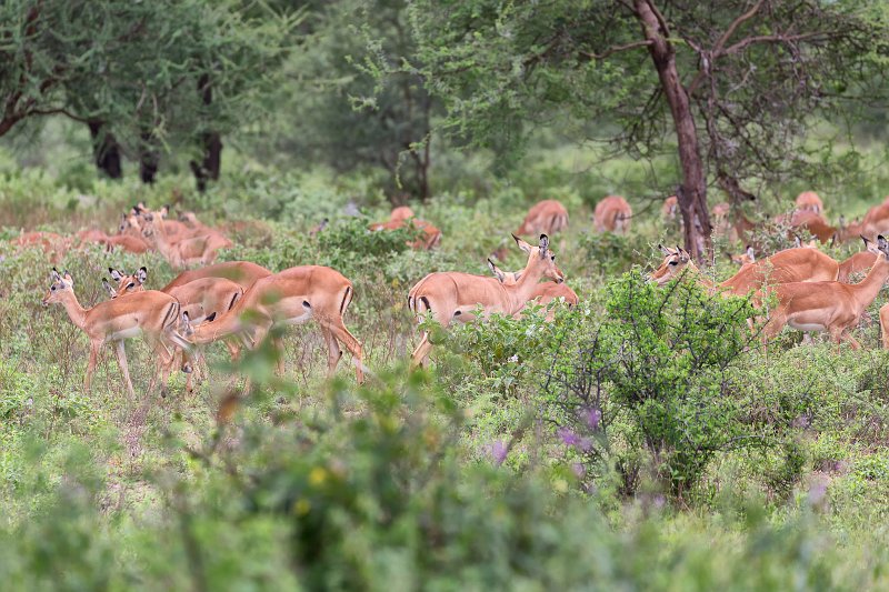 Herd of Impalas, Tarangire National Park, Tanzania | Tarangire National Park, Tanzania (IMG_7858.jpg)