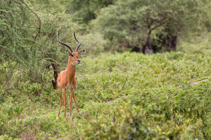 A Male Impala, Tarangire National Park, Tanzania | Tarangire National Park, Tanzania (IMG_7863.jpg)