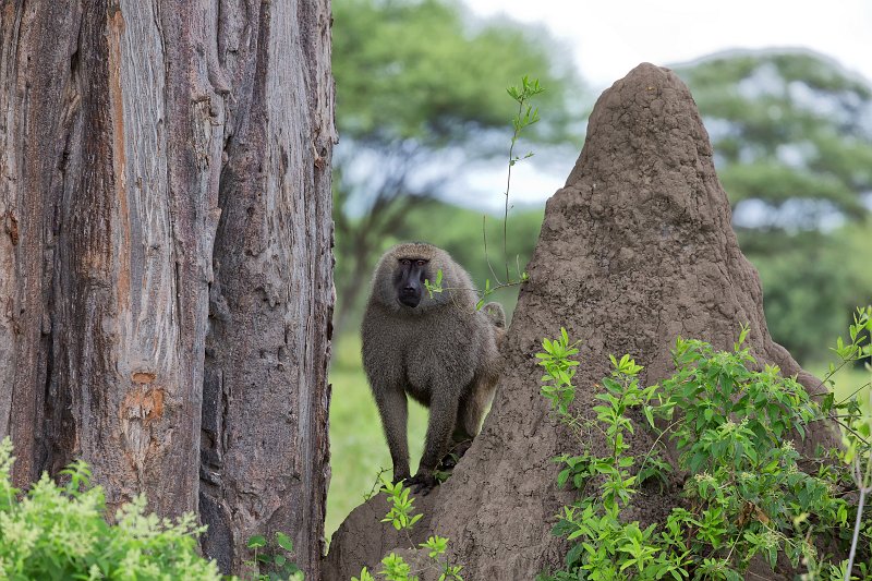 Male Olive Baboon, Tarangire National Park, Tanzania | Tarangire National Park, Tanzania (IMG_7866.jpg)