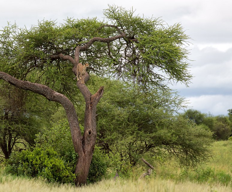 Female Tanzanian Cheetah on a  Tree, Tarangire National Park, Tanzania | Tarangire National Park, Tanzania (IMG_7892.jpg)