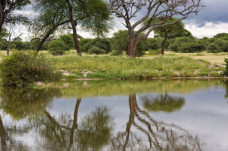 Trees and Reflections, Tarangire National Park, Tanzania | Tarangire National Park, Tanzania (IMG_7929.jpg)