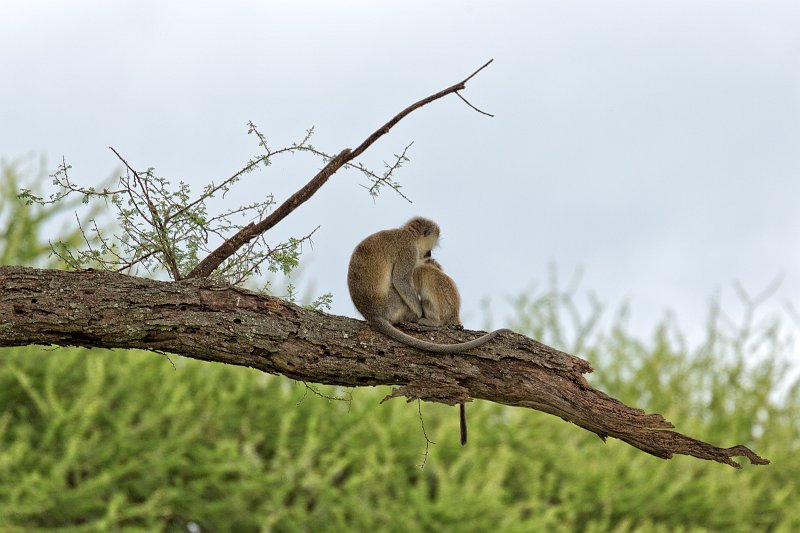 Vervet Monkeys, Tarangire National Park, Tanzania | Tarangire National Park, Tanzania (IMG_7949.jpg)