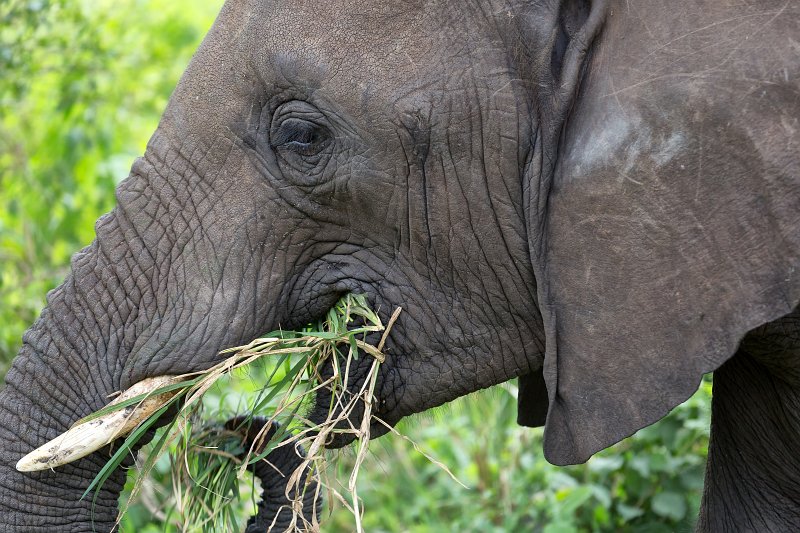 Close-up of an African Bush Elephant, Tarangire National Park, Tanzania | Tarangire National Park, Tanzania (IMG_8071.jpg)