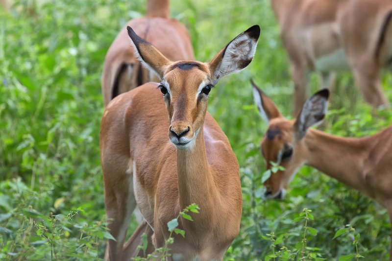 Female Impala, Tarangire National Park, Tanzania | Tarangire National Park, Tanzania (IMG_8084.jpg)