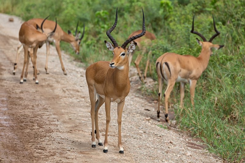 Impalas, Tarangire National Park, Tanzania | Tarangire National Park, Tanzania (IMG_8230.jpg)