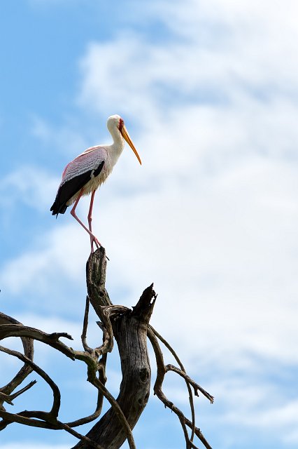 Yellow-billed Stork, Tarangire National Park, Tanzania | Tarangire National Park, Tanzania (IMG_8254.jpg)