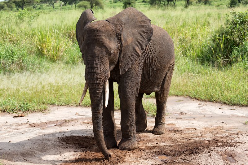 Young African Bush Elephant, Tarangire National Park, Tanzania | Tarangire National Park, Tanzania (IMG_8263.jpg)