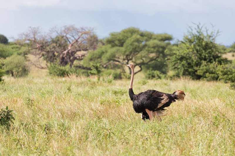 Male Masai Ostrich, Tarangire National Park, Tanzania | Tarangire National Park, Tanzania (IMG_8272.jpg)