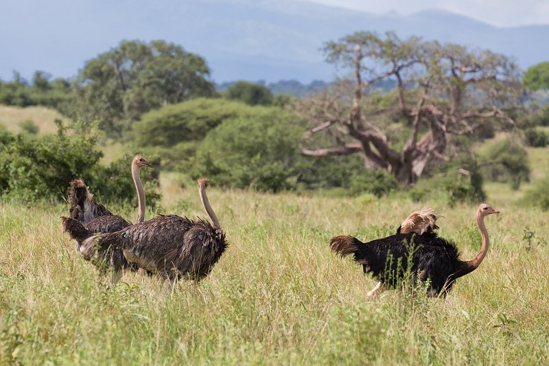 Masai Ostriches, Tarangire National Park, Tanzania | Tarangire National Park, Tanzania (IMG_8276.jpg)