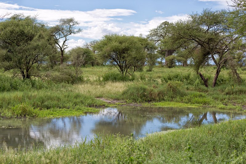 Small Pool, Tarangire National Park, Tanzania | Tarangire National Park, Tanzania (IMG_8288.jpg)