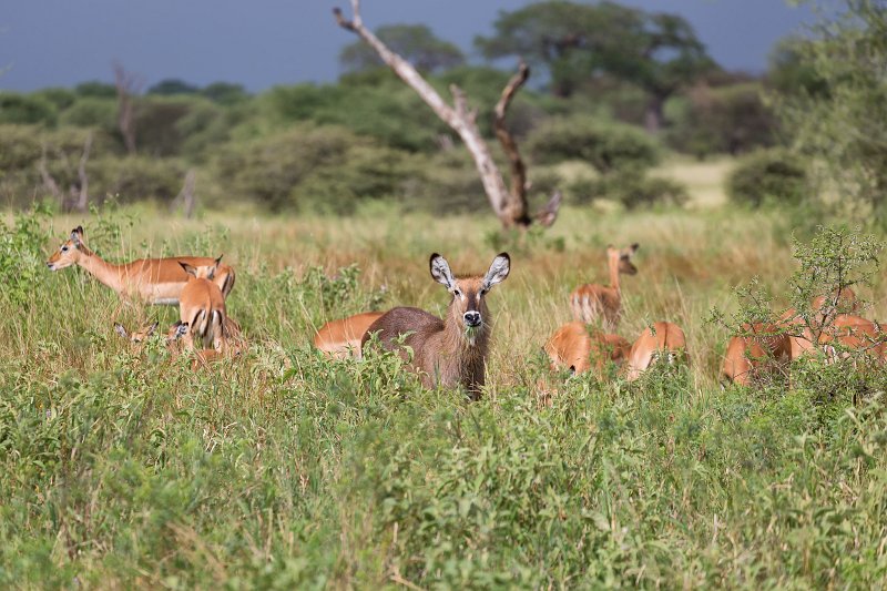 Ringed Waterbuck and Impalas, Tarangire National Park, Tanzania | Tarangire National Park, Tanzania (IMG_8294.jpg)