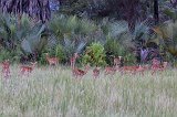 Young Impalas near Tarangire National Park, Tanzania