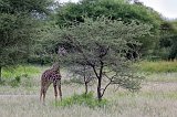 Young Masai Giraffe near Tarangire National Park, Tanzania