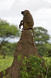 Olive Baboon on a Termite Mound, Tarangire National Park, Tanzania