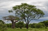Baobab and Acacia Trees, Tarangire National Park, Tanzania