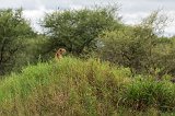 Female Tanzanian Cheetah, Tarangire National Park, Tanzania