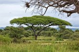  Acacia Tree (Umbrella Tree), Tarangire National Park, Tanzania