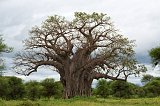 Baobab Tree, Tarangire National Park, Tanzania