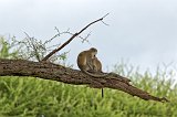 Vervet Monkeys, Tarangire National Park, Tanzania