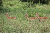 Female Impalas, Tarangire National Park, Tanzania