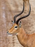 Close-up of a Male Impala, Tarangire National Park, Tanzania