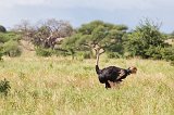 Male Masai Ostrich, Tarangire National Park, Tanzania
