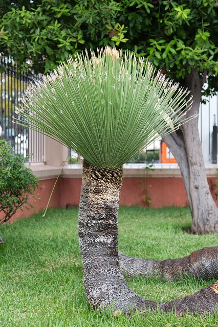Plant at Liceo de Taoro, La Orotava, Tenerife | Tenerife I (Puerto de la Cruz, La Orotava and Candelaria) (IMG_2151.jpg)