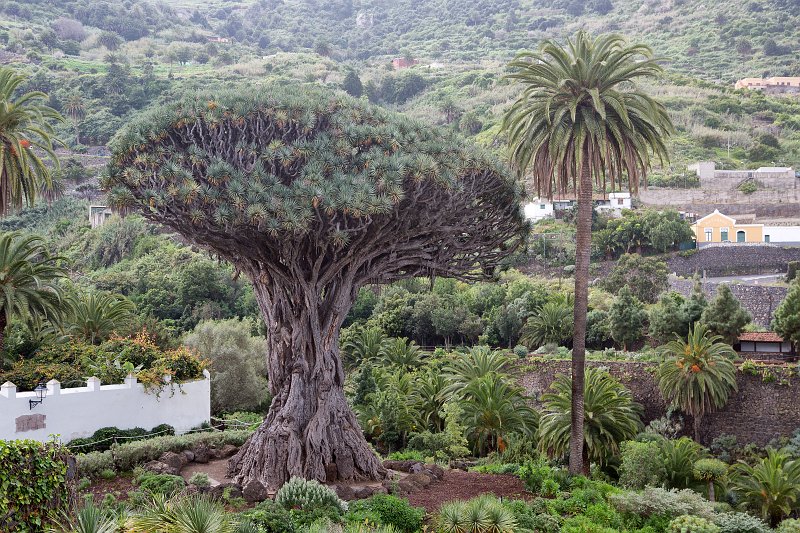 Canary Islands Dragon Tree (Dracaena Draco), Icod de los Vinos, Tenerife | Tenerife II (Teide national park, Taganana, Icod de los Vinos, Masca and Garachico) (IMG_2535.jpg)