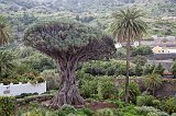Canary Islands Dragon Tree (Dracaena Draco), Icod de los Vinos, Tenerife