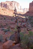 Dead Juniper Tree, Park Avenue, Arches National Park, Utah, USA