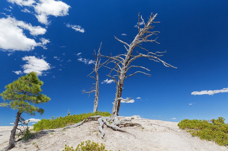 Dead Trees, Bryce Canyon National Park, Utah, USA | Bryce Canyon National Park - Utah, USA (IMG_6614.jpg)