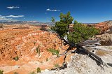 Tree on the Rim of Bryce Amphitheater, Bryce Canyon National Park, Utah, USA